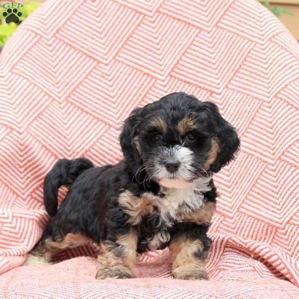 Freida, Mini Whoodle Puppy