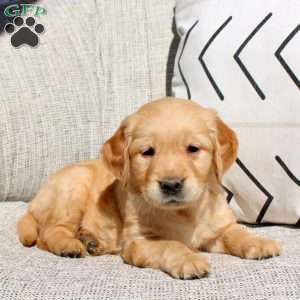 Freida, Golden Retriever Puppy