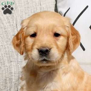 Freida, Golden Retriever Puppy