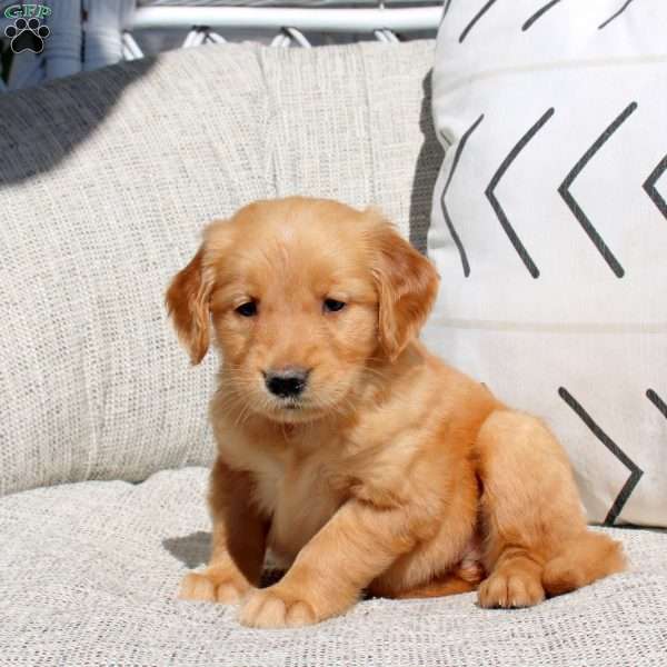 Freya, Golden Retriever Puppy