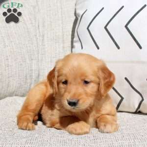 Freya, Golden Retriever Puppy