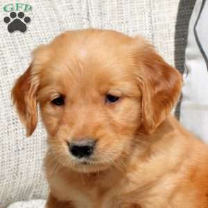 Freya, Golden Retriever Puppy