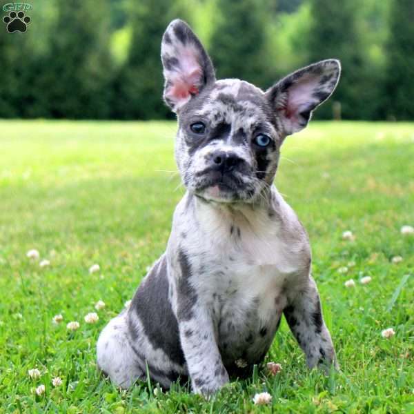 Frida, Frenchton Puppy