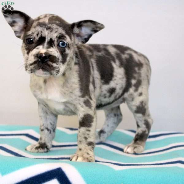 Frida, Frenchton Puppy
