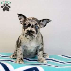 Frida, Frenchton Puppy