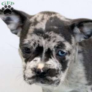 Frida, Frenchton Puppy