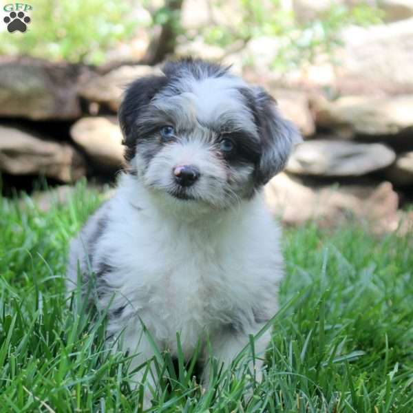 Frieda, Miniature Australian Shepherd Mix Puppy