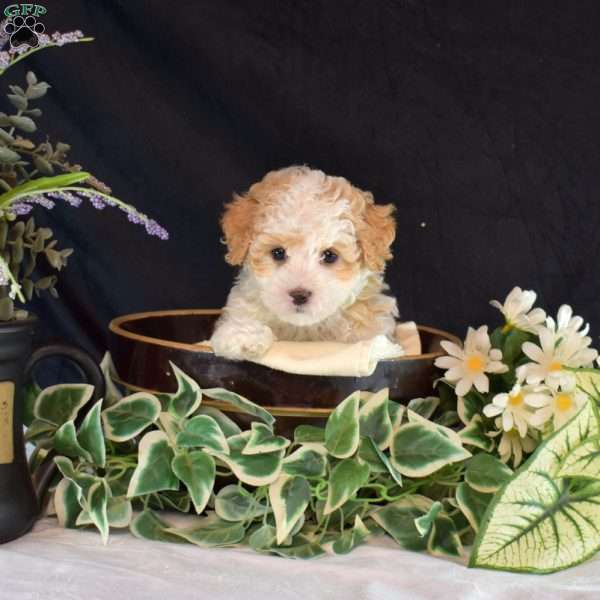 Frost, Maltipoo Puppy