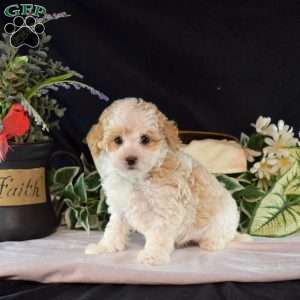 Frost, Maltipoo Puppy