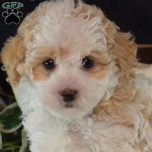 Frost, Maltipoo Puppy