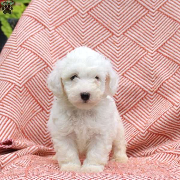 Frosty, Mini Whoodle Puppy