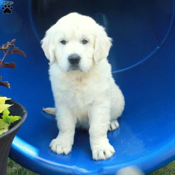 Frosty, English Cream Golden Retriever Puppy