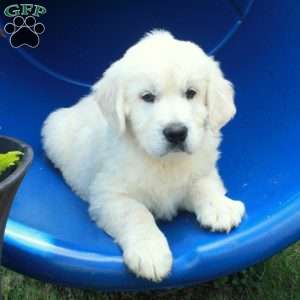 Frosty, English Cream Golden Retriever Puppy
