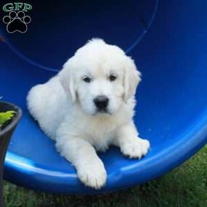 Frosty, English Cream Golden Retriever Puppy