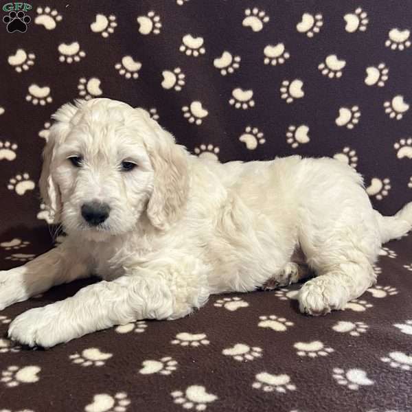 THEO, Goldendoodle Puppy