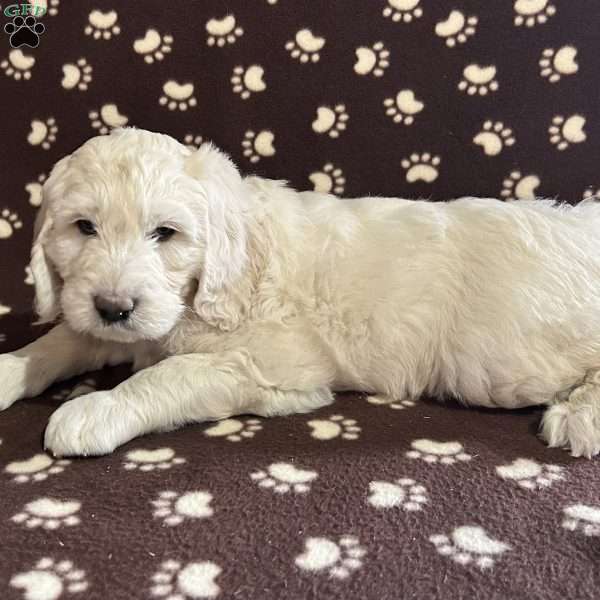 MILO, Goldendoodle Puppy