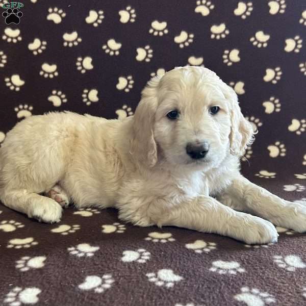 ZIGGY, Goldendoodle Puppy
