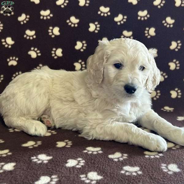 BODIE, Goldendoodle Puppy