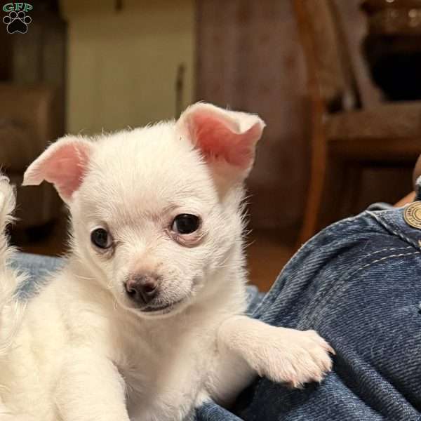 Branco, Chihuahua Puppy