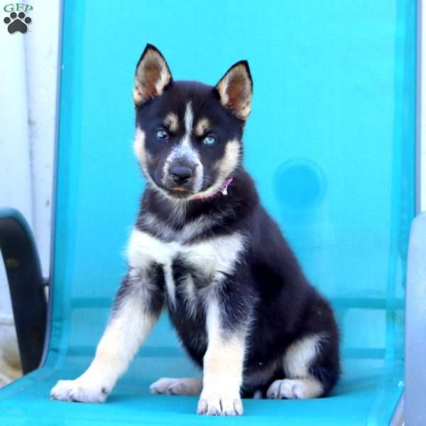 Fury, Siberian Husky Mix Puppy