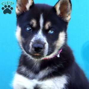 Fury, Siberian Husky Mix Puppy