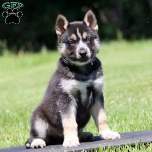 Fury, Siberian Husky Mix Puppy