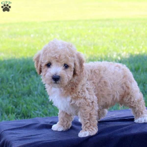 Gabe, Bich-Poo Puppy