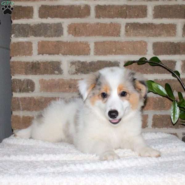 Gabe, Miniature Australian Shepherd Puppy