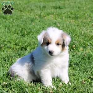 Gabe, Miniature Australian Shepherd Puppy