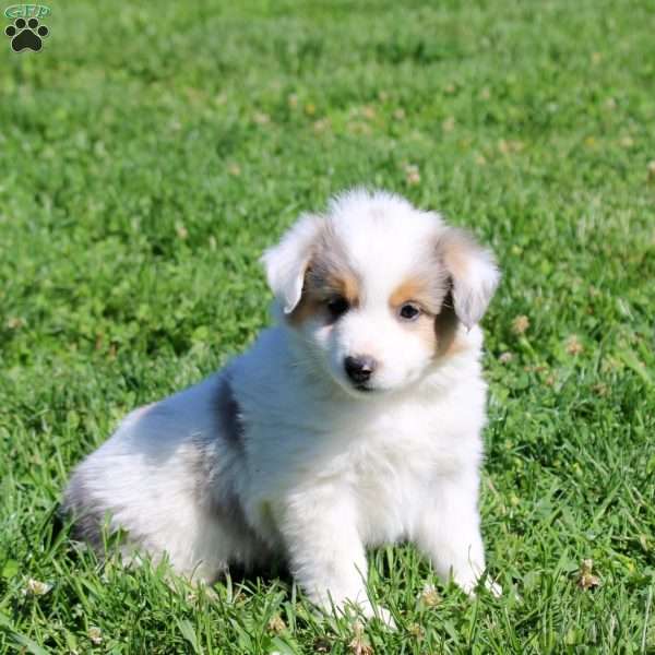 Gabe, Miniature Australian Shepherd Puppy