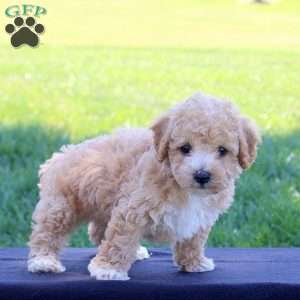 Gabe, Bich-Poo Puppy
