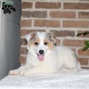 Gabe, Miniature Australian Shepherd Puppy