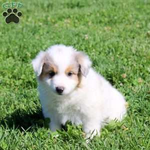 Gabe, Miniature Australian Shepherd Puppy