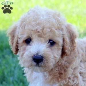 Gabe, Bich-Poo Puppy
