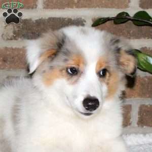 Gabe, Miniature Australian Shepherd Puppy