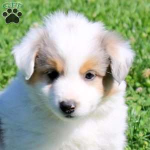 Gabe, Miniature Australian Shepherd Puppy