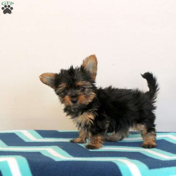 Gale, Yorkie Puppy