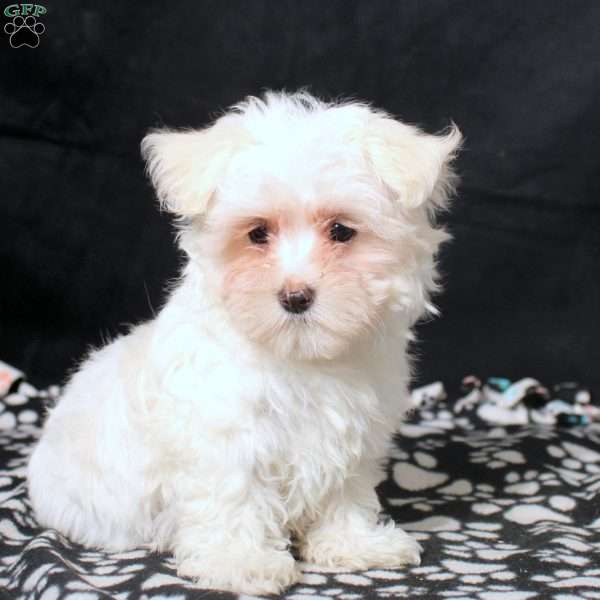 Gavin, Maltese Puppy