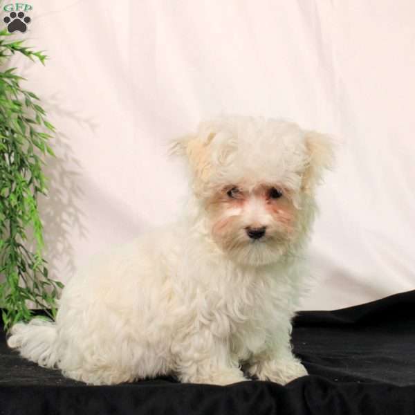 Gavin, Maltese Puppy