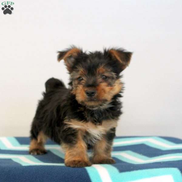 Gavin, Yorkie Puppy