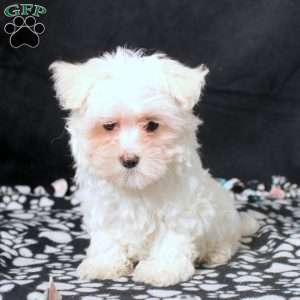 Gavin, Maltese Puppy