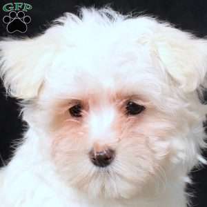 Gavin, Maltese Puppy