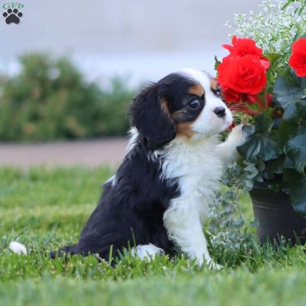 Gavin, Cavalier King Charles Spaniel Puppy