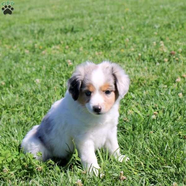 Gayla, Miniature Australian Shepherd Puppy
