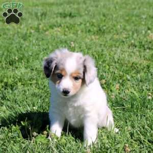 Gayla, Miniature Australian Shepherd Puppy