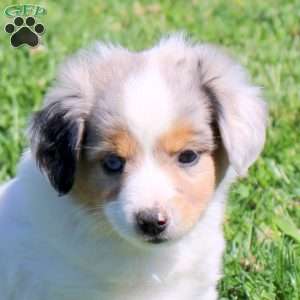 Gayla, Miniature Australian Shepherd Puppy