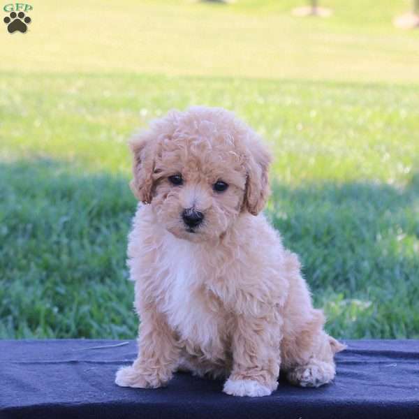 Gemma, Bich-Poo Puppy