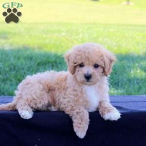 Gemma, Bich-Poo Puppy