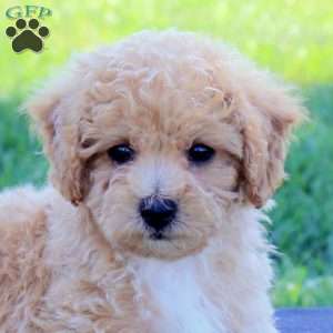 Gemma, Bich-Poo Puppy
