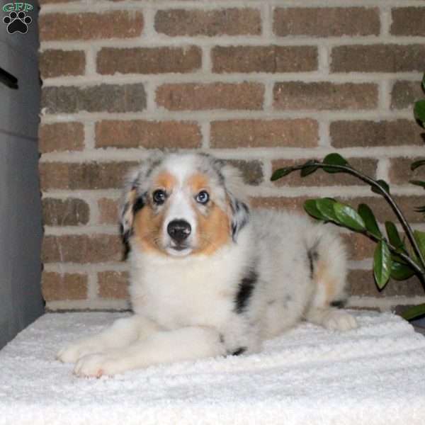 Georgie, Miniature Australian Shepherd Puppy